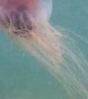 Jelly Fish Hanging Close To Shore