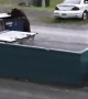Hungry Bear Dumpster Dives