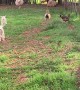 Adorable Lambs Sprint to Owner for Breakfast