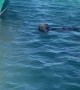 Otter Shenanigans