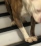 Sweet Pup Hops Down the Stairs