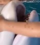 Beluga has a Squishy Head