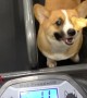 Chubby Corgi Exercising for Treats