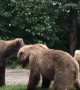 Bears Stand Off on Lodge Pathway