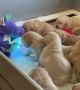 Golden Retriever Puppies Enjoying Story Time From a Dragon