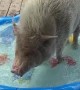 Pig Beats the Summer Heat