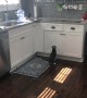 How to Keep Cats off the Counter