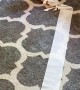 Corgi Carries off a Long Trail of Toilet Paper