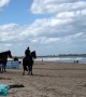 Iconic Black Stallions Saunter Along Beach for Bank Advertisement