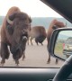 Bossy Bison Grunts at Park Visitors
