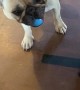 Dog Throws Ball Directly at Camera