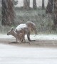Kangaroo Family Stands in Heavy Snow