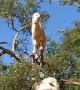 Rare 'Goat Tree' Captured in Morocco