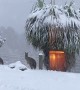 Snow Doesn’t Stop Kangaroos Getting Out and About