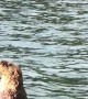Sea Otter Swims by Boat Chewing Shells