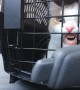 Kitty Wants to Get Out of Carrier