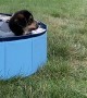 Puppy Not Sure About Swimming