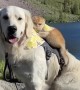 Cat rides on the back of doggy best friend for adventure time