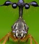 Helicopter-like Treehopper bug caught on camera