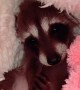 Ruby the Baby Raccoon Nestled in Bed