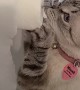 Curious Cat Tangles with Toilet Paper