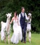 Llama Wedding
