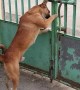 Smart Dog Opens Gate
