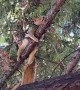 Antonio the Wild Squirrel Cools off on a Wet Branch