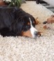 Dog loudly complains about having to share with Chihuahua puppy