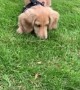 Sweet little puppy plays with a tiny moth in the yard
