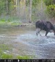 Moose Pool Party