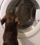 Mini Dachshund impatiently waits for favorite toy in tumble dryer