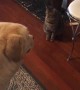 Dog won\'t eat treat until cat gets one