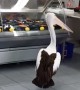 Pelican waits patiently in line while at the local fish store