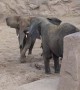 Elephant reunites with daughter and granddaughters after 12-year separation