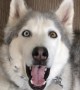 Stubborn husky throws priceless tantrum when it\'s time for walk