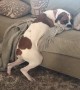 Clever dogs finds genius way to still enjoy the couch