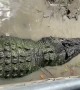Crocodile Enjoys a Good Back Scratch