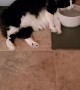 Lazy Kitty Lays Down for a Drink