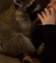 Cute Raccoon Wants a Kiss
