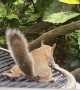 Squirrel Uses Air Conditioner Fan to Cool Off