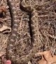 Cute Hognose Snake Playing Dead