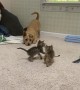 Wary Dog Isn't Used to Kittens Yet