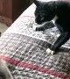 Cats Have Cross Conversation on Comforter