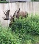 Large Moose Angles Antlers to Squeeze Through Gate