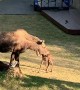 Moose Gives Birth in Alaskan Backyard