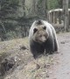 Big Bear Blocks Road for Rider