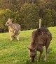 Eastern Grey Kangaroos Keep the Lawn Trimmed