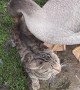 Geese Play with Patient Cat
