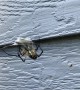Orb Spider Entangles a Grasshopper